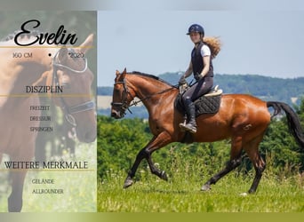 Other Breeds, Mare, 5 years, 15,2 hh, Brown