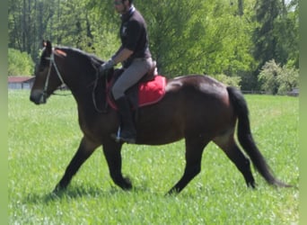 Other Breeds, Mare, 5 years, 15,2 hh, Brown