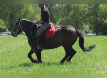 Other Breeds, Mare, 5 years, 15,2 hh, Brown