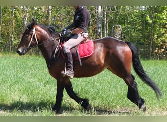 Other Breeds, Mare, 5 years, 15,2 hh, Brown