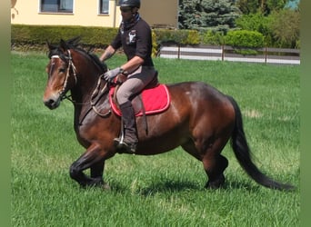 Other Breeds, Mare, 5 years, 15,2 hh, Brown