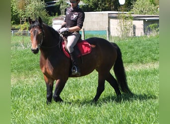 Other Breeds, Mare, 5 years, 15,2 hh, Brown