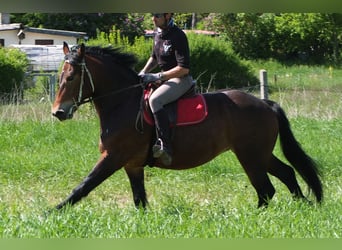 Other Breeds, Mare, 5 years, 15,2 hh, Brown