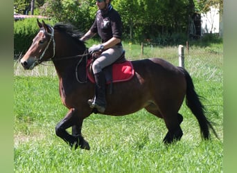 Other Breeds, Mare, 5 years, 15,2 hh, Brown
