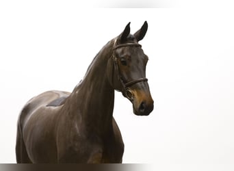 Other Breeds, Mare, 5 years, 16,1 hh, Bay-Dark