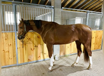 Other Breeds Mix, Mare, 5 years, 16.1 hh, Bay