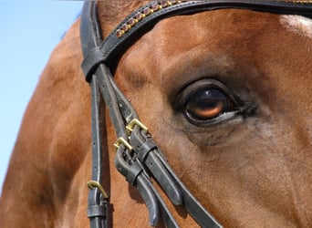 Other Breeds, Mare, 5 years, 16.1 hh, Brown