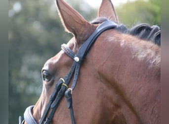 Other Breeds, Mare, 5 years, 16.1 hh, Brown