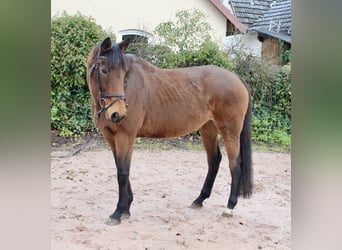 Other Breeds, Mare, 5 years, 16,1 hh, Brown