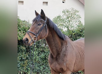 Other Breeds, Mare, 5 years, 16,1 hh, Brown