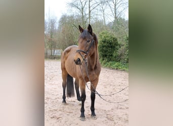 Other Breeds, Mare, 5 years, 16,1 hh, Brown