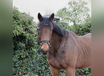 Other Breeds, Mare, 5 years, 16,1 hh, Brown