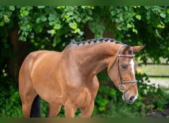 Other Breeds, Mare, 5 years, 16.1 hh, Chestnut-Red