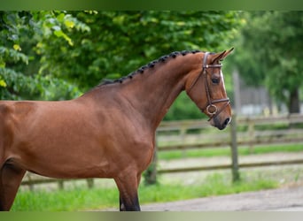 Other Breeds, Mare, 5 years, 16.1 hh, Chestnut-Red