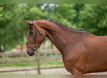 Other Breeds, Mare, 5 years, 16.1 hh, Chestnut-Red