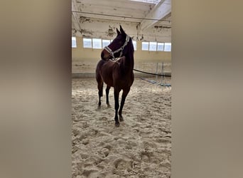 Other Breeds, Mare, 5 years, 16 hh, Bay-Dark