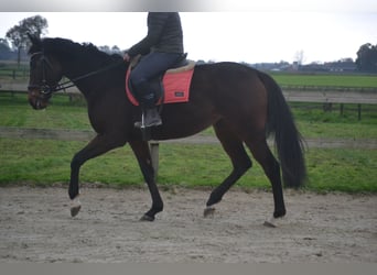 Other Breeds, Mare, 5 years, 16 hh, Bay-Dark