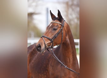 Other Breeds, Mare, 5 years, 16 hh, Brown