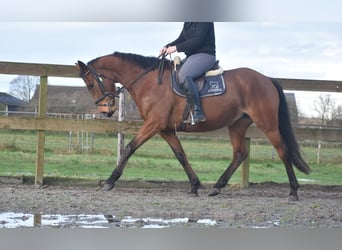 Other Breeds, Mare, 5 years, 16 hh, Brown