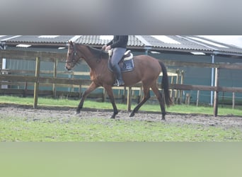 Other Breeds, Mare, 5 years, 16 hh, Brown