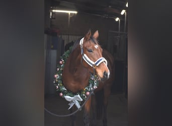 Other Breeds, Mare, 5 years, 16 hh, Brown