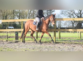 Other Breeds, Mare, 5 years, 16 hh, Brown