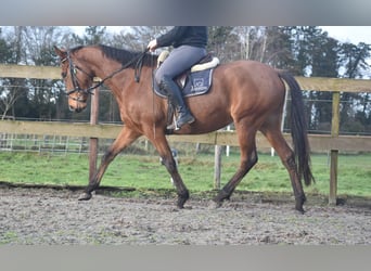 Other Breeds, Mare, 5 years, 16 hh, Brown