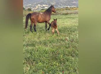 Other Breeds, Mare, 5 years, 16 hh, Brown-Light