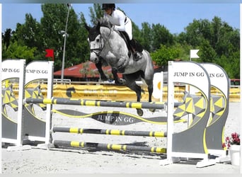 Other Breeds, Mare, 5 years, 16 hh, Grey