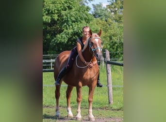 Other Breeds Mix, Mare, 5 years, 16 hh