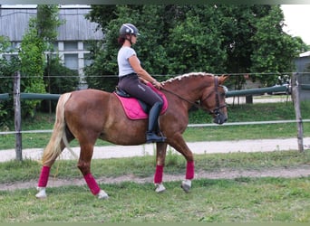 Other Breeds Mix, Mare, 5 years, 16 hh