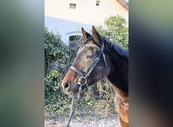 Other Breeds, Mare, 5 years, 16 hh, Smoky-Black