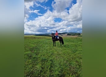 Other Breeds Mix, Mare, 5 years, 16,1 hh, Bay-Dark