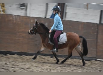 Other Breeds, Mare, 6 years, 11.1 hh, Bay