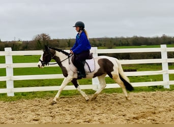 Other Breeds, Mare, 6 years, 12.2 hh, Pinto