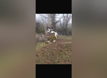 Other Breeds, Mare, 6 years, 12.2 hh, Pinto