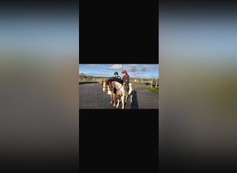 Other Breeds, Mare, 6 years, 12.2 hh, Pinto