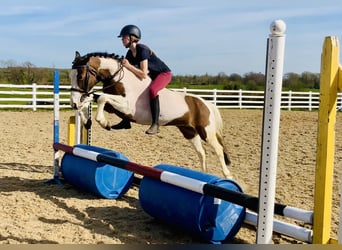 Other Breeds, Mare, 6 years, 12.2 hh, Pinto