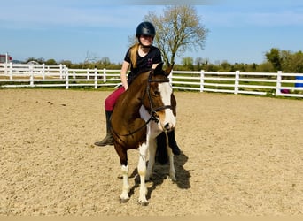Other Breeds, Mare, 6 years, 12.2 hh, Pinto