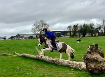 Other Breeds, Mare, 6 years, 12.2 hh, Pinto