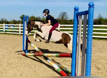 Other Breeds, Mare, 6 years, 12.2 hh, Pinto