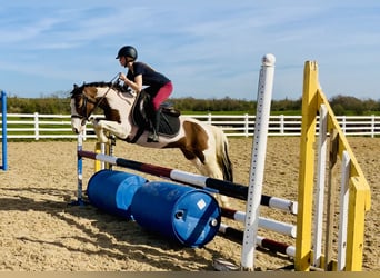 Other Breeds, Mare, 6 years, 12.2 hh, Pinto
