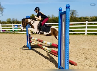 Other Breeds, Mare, 6 years, 12.2 hh, Pinto