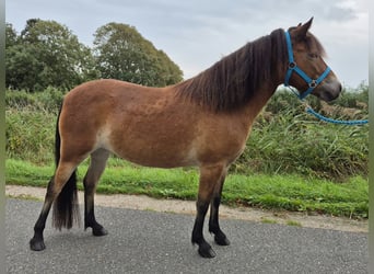 Other Breeds, Mare, 6 years, 13.1 hh, Brown