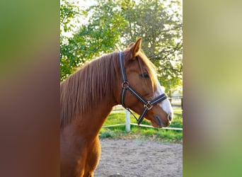 Other Breeds, Mare, 6 years, 13,2 hh, Chestnut-Red