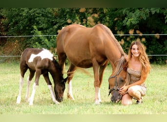 Other Breeds, Mare, 6 years, 13,2 hh, Chestnut-Red