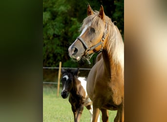 Other Breeds, Mare, 6 years, 13,2 hh, Chestnut-Red