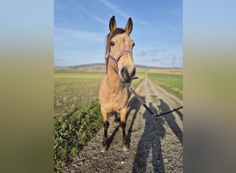 Other Breeds, Mare, 6 years, 13,3 hh, Dun