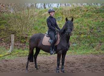 Other Breeds, Mare, 6 years, 14.1 hh, Black