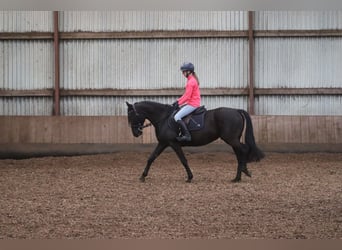 Other Breeds, Mare, 6 years, 14.1 hh, Black